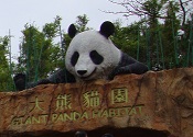 Giant Panda Habitat