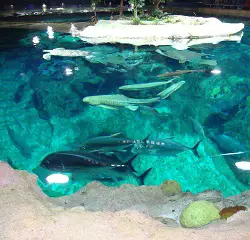 The Giant Aquarium