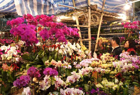 Hong Kong Flower Market