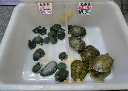 Goldfish Market Turtles