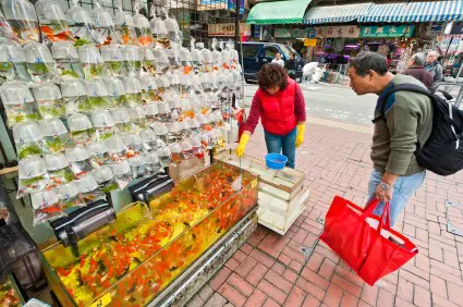 Goldfish Market