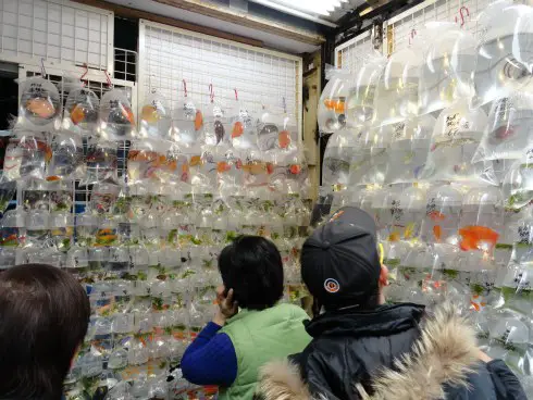 Goldfish Market