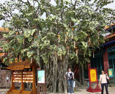 Ngong Ping Village Tree